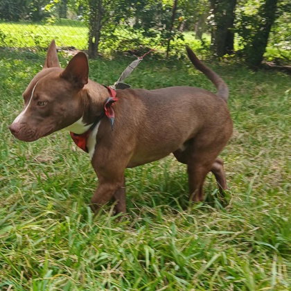 Lopie photo 5