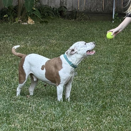 Canelo
