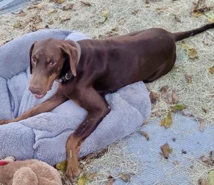 Snickers photo 3