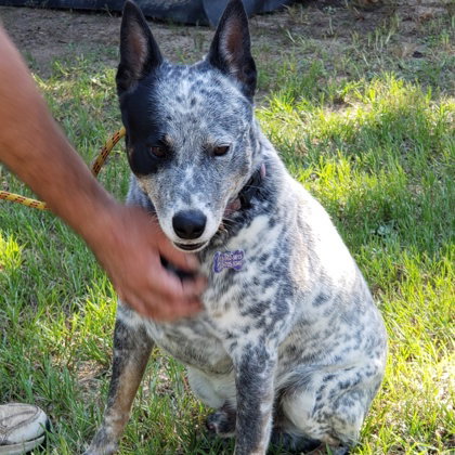 Toby photo 4