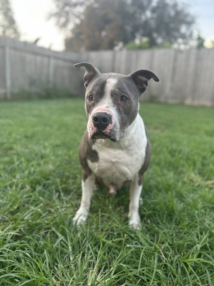 Hank photo 4