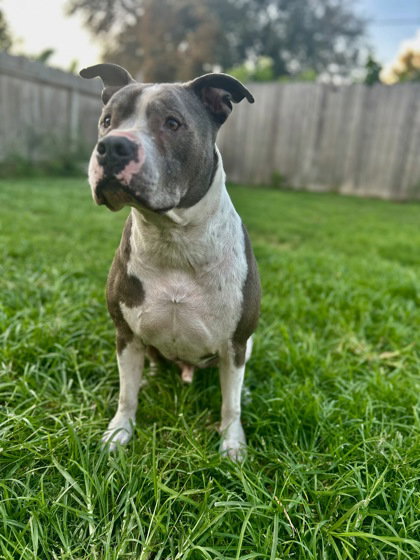 Hank