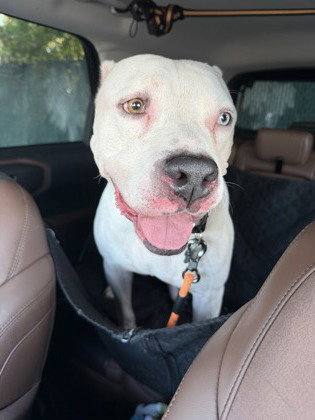 Olaf photo 4