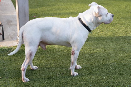 Olaf photo 5