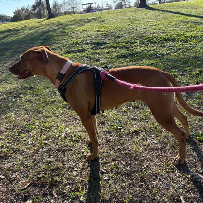 Penny photo 5
