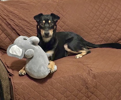 Casper, an adoptable Labrador Retriever in Houston, TX