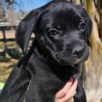 Piper