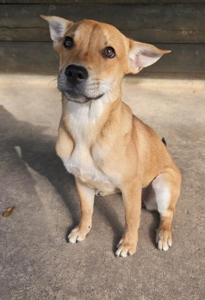 Aruba, an adoptable Labrador Retriever in Houston, TX