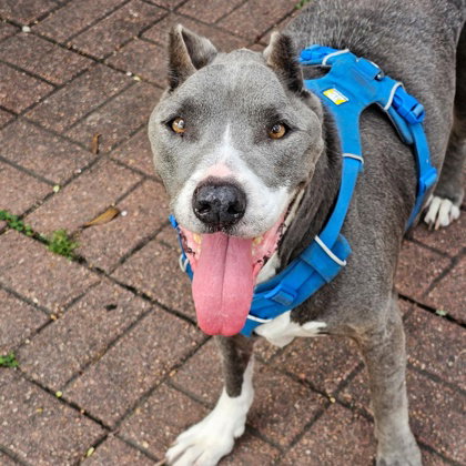 Asha, an adoptable American Staffordshire Terrier in Houston, TX