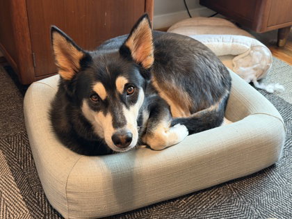 Tommy, an adoptable Shepherd in Houston, TX