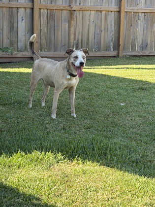 Audio, an adoptable Pit Bull Terrier in Houston, TX