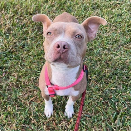 Misty, an adoptable Pit Bull Terrier in Houston, TX