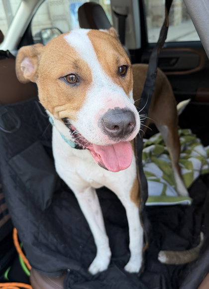 Benie, an adoptable Staffordshire Bull Terrier in Houston, TX