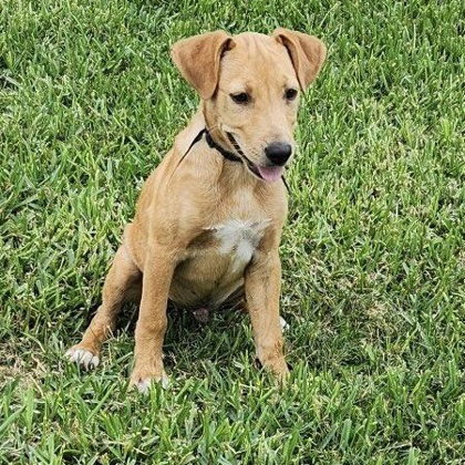 Unagi, an adoptable Australian Kelpie in Houston, TX