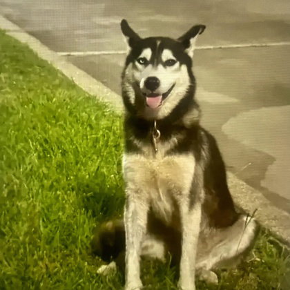 Hercules, an adoptable Siberian Husky in Houston, TX