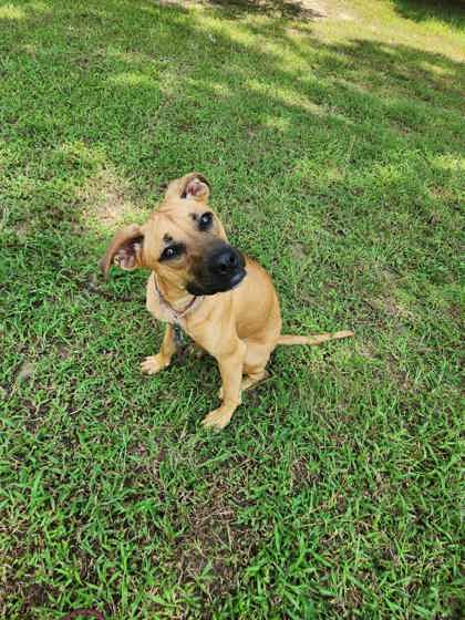 Tula, an adoptable Unknown breed in Houston, TX
