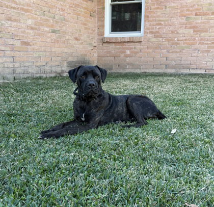Rufio, an adoptable Mastiff in Houston, TX