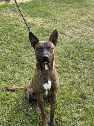 Robert, an adoptable Australian Cattle Dog in Houston, TX