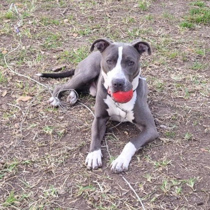 Tony, an adoptable American Pit Bull Terrier in Houston, TX