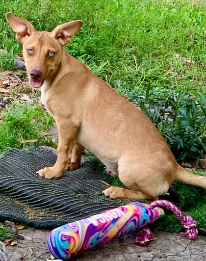 Hallie, an adoptable Unknown breed in Houston, TX