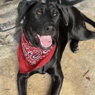 Rolo
