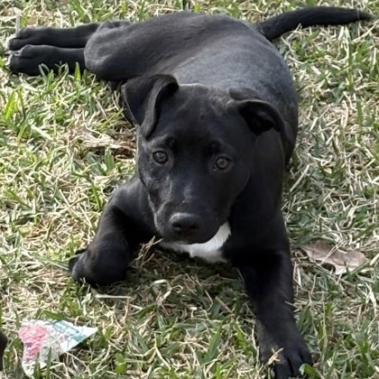 Aurora, an adoptable American Staffordshire Terrier in Houston, TX