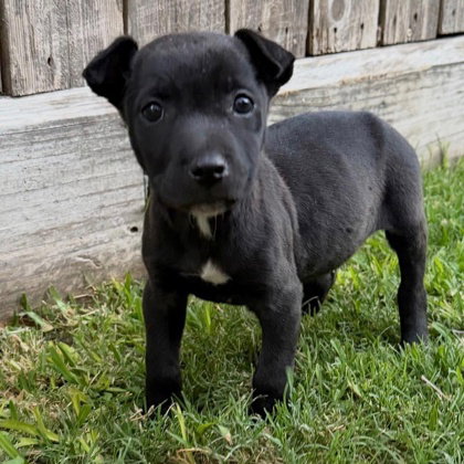 Nate, an adoptable American Staffordshire Terrier in Houston, TX