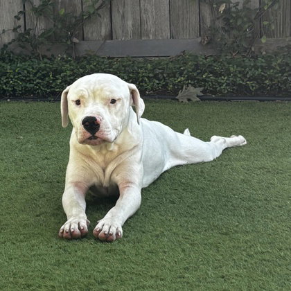 Sammy, an adoptable American Staffordshire Terrier in Houston, TX