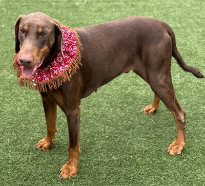 Snickers, an adoptable Doberman Pinscher in Houston, TX