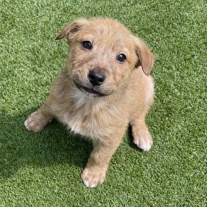 Little Rusty, an adoptable Australian Cattle Dog in Houston, TX