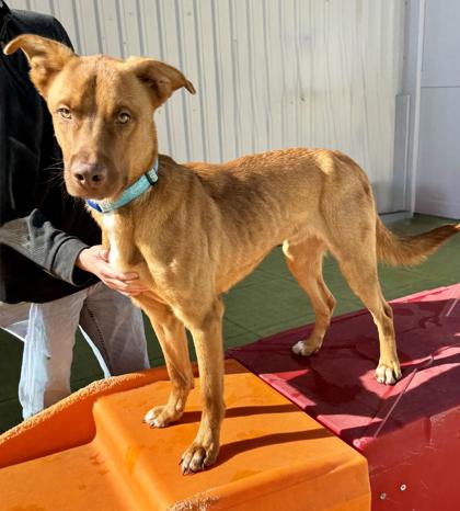 Redding, an adoptable American Staffordshire Terrier in Houston, TX