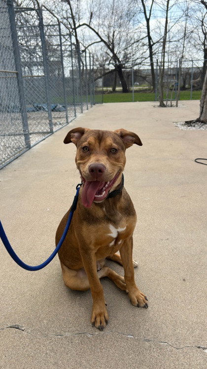 Romeo, an adoptable Unknown breed in Houston, TX