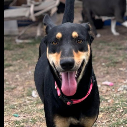 Mimi, an adoptable Australian Kelpie in Houston, TX