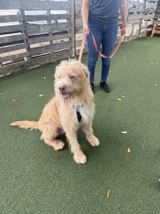 Archabald, an adoptable Unknown breed in Houston, TX