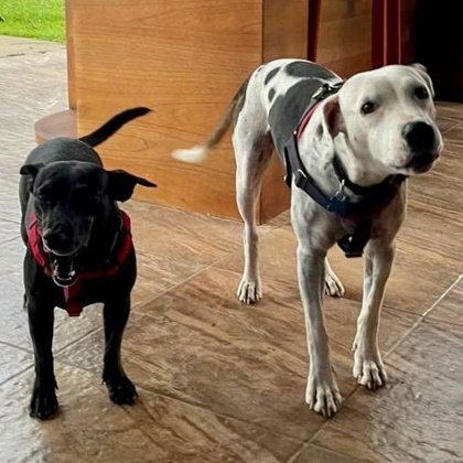 Beto, an adoptable German Shorthaired Pointer in Houston, TX