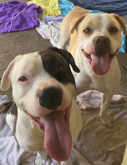 Bonnie, an adoptable American Staffordshire Terrier in Houston, TX