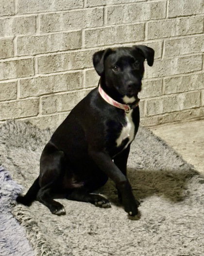 Aurora, an adoptable American Staffordshire Terrier in Houston, TX