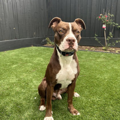 Browny, an adoptable American Staffordshire Terrier in Houston, TX