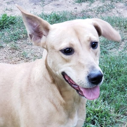 Ditto, an adoptable Labrador Retriever in Houston, TX