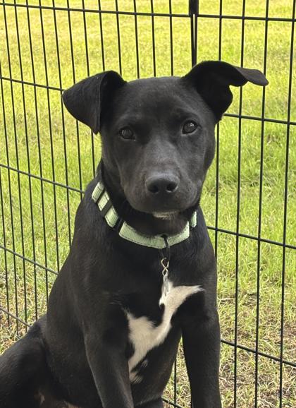 Willie Nelson, an adoptable Labrador Retriever in Houston, TX