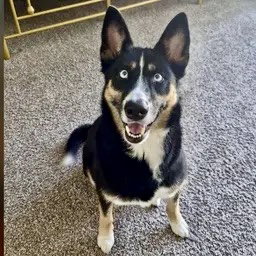 Taivas, an adoptable Shepherd in Houston, TX