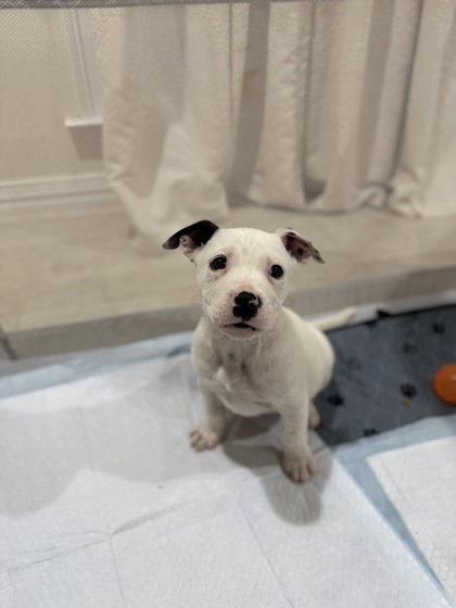 Snow, an adoptable Unknown breed in Houston, TX