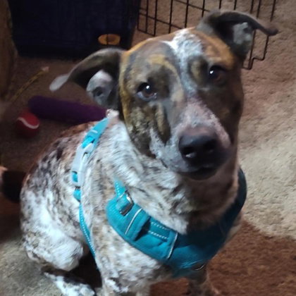 Red, an adoptable Australian Cattle Dog in Houston, TX