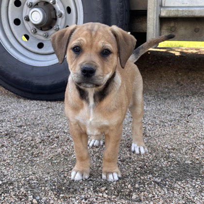 Trinity, an adoptable American Staffordshire Terrier in Houston, TX