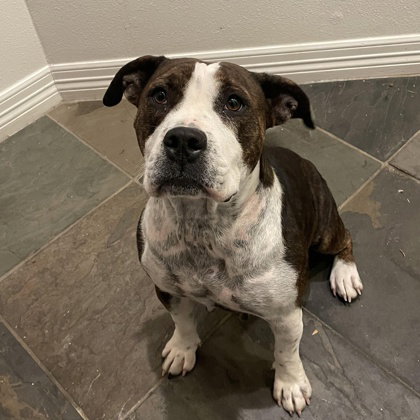 Maggie Mae, an adoptable American Staffordshire Terrier in Houston, TX