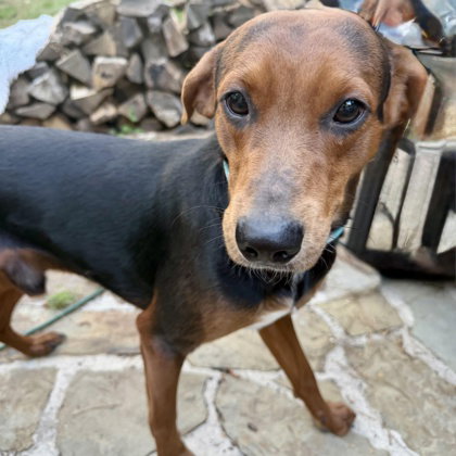 Bean, an adoptable Beagle in Houston, TX