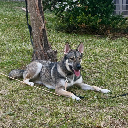 Ellen, an adoptable German Shepherd Dog in Houston, TX
