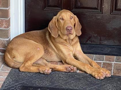 Harrison, an adoptable Unknown breed in Houston, TX