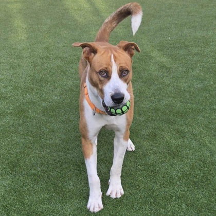 Cheddar, an adoptable Unknown breed in Houston, TX