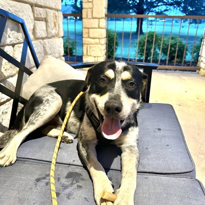 Ringo, an adoptable Australian Cattle Dog in Houston, TX